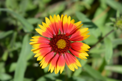 blanket flower