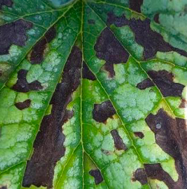 Brunnera macrophylla with foliar nematodes
