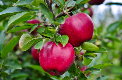 apple tree