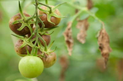 blight in tomatoes