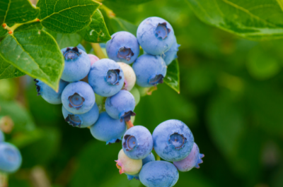 blueberries