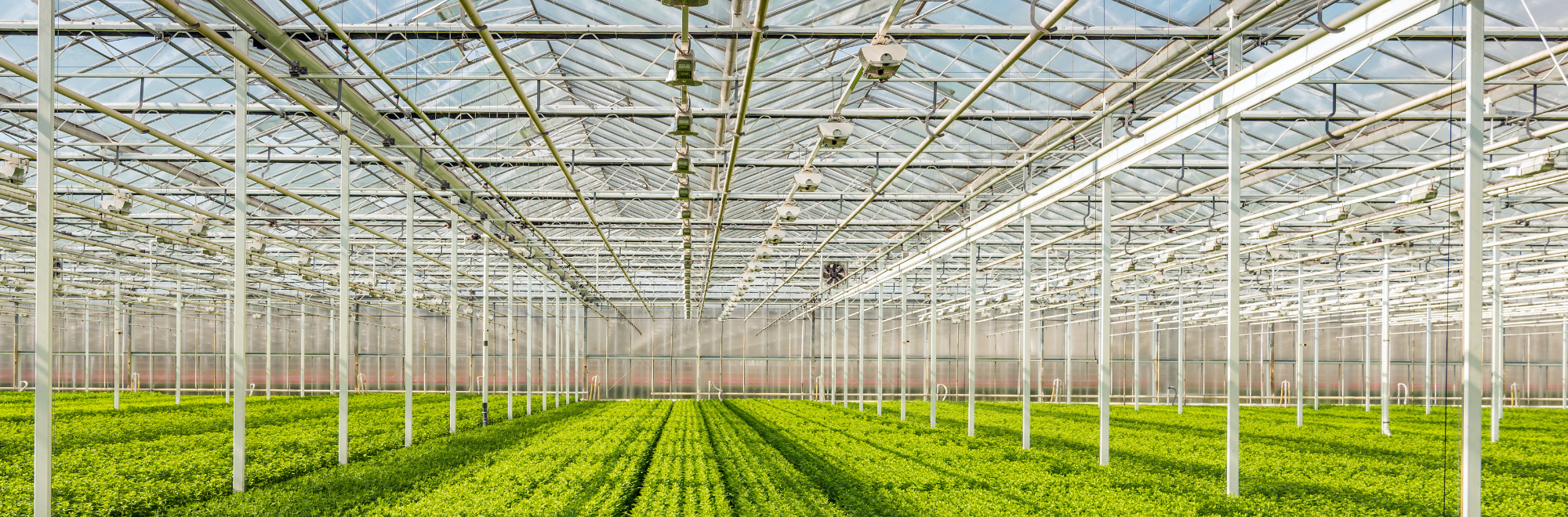 Sticky Traps for Indoor & Greenhouse Insect Monitoring