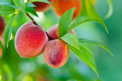 Midwest Fruit Pest Management Guide