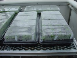 tomato plug grafts with cover