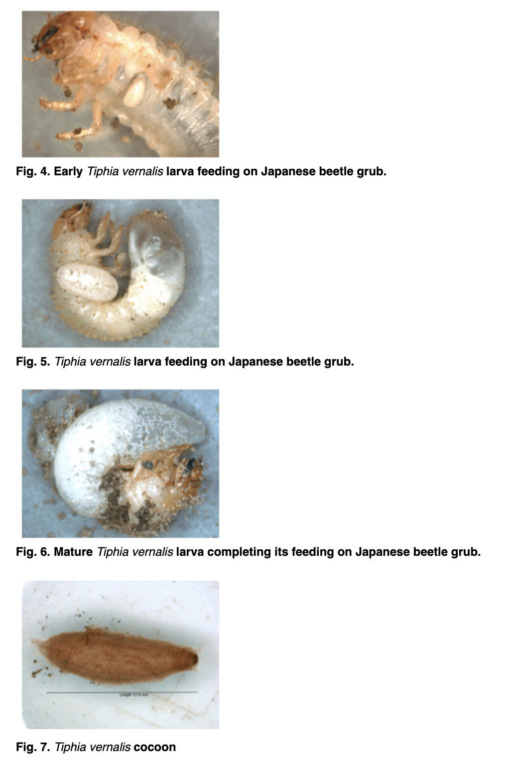 The spring Tiphia a natural enemy of the Japanese beetle Integrated