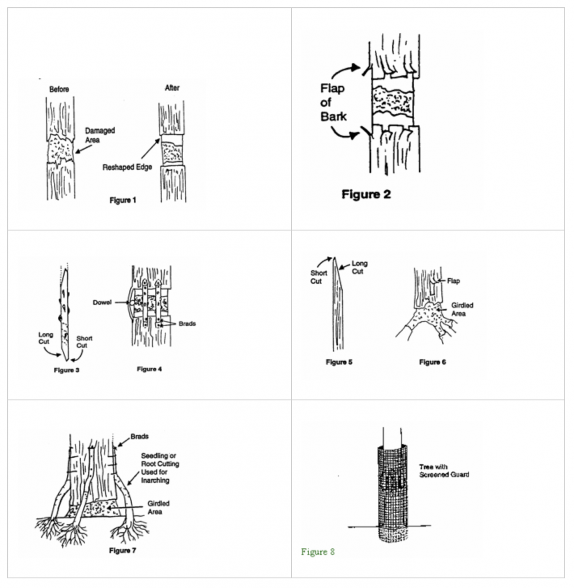 Bridge-Grafting and Inarching Damaged Trees | Integrated Pest Management