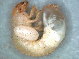 2: Natural enemies of white grub larvae. Two Dexiinae parasitoid