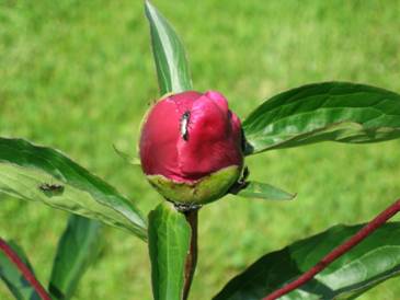 Spring Tiphia adults feeding on peony ‘Big Ben’ extrafloral nectar.