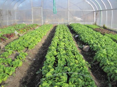 vegetables growing in high tunnel