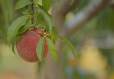 peach hanging on a tree