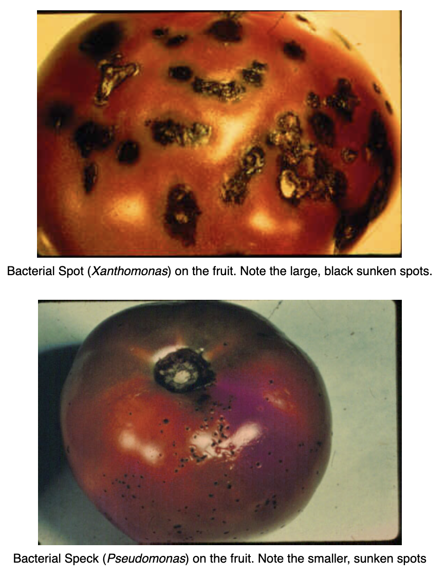 Bacterial Diseases of Tomato