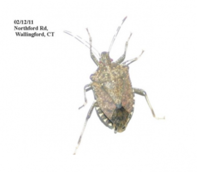 Brown Marmorated Stink Bug - A CT Agricultural Pest