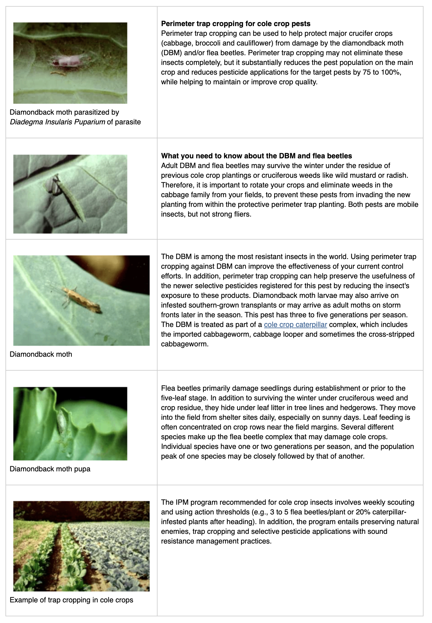 Trap Crops to Control Pests