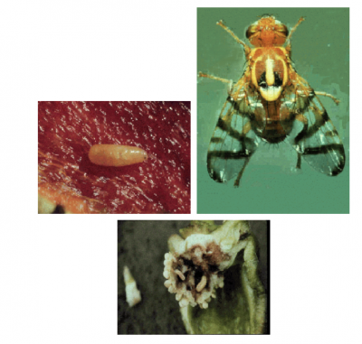 Controlling Mediterranean fruit fly: cover sprays