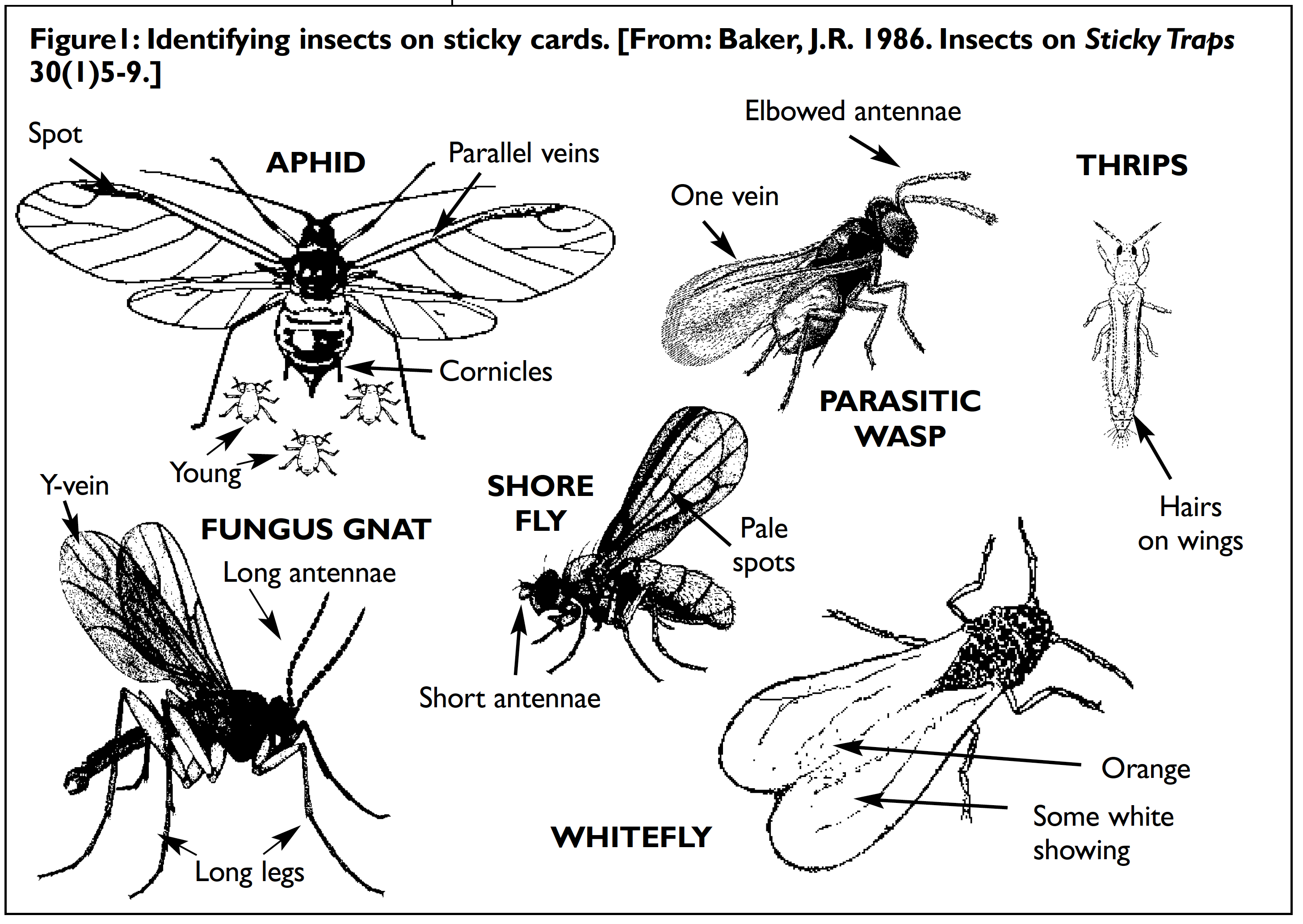 root aphids or fungus gnats