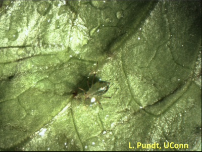 Light yellow aphid with cornicles on a green leaf