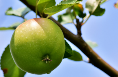 green apple hanging on tree