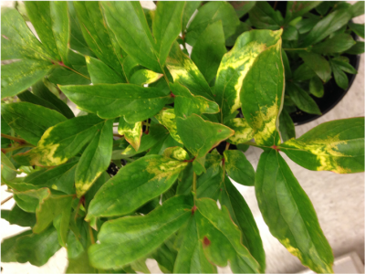 disease on a greenhouse plant