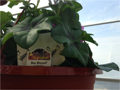 hanging basket with biological control in a greenhouse