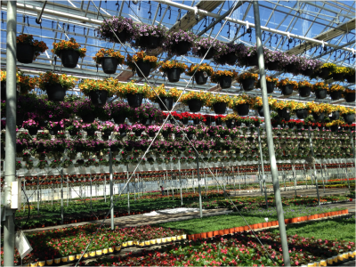 hanging baskets in a greenhouse