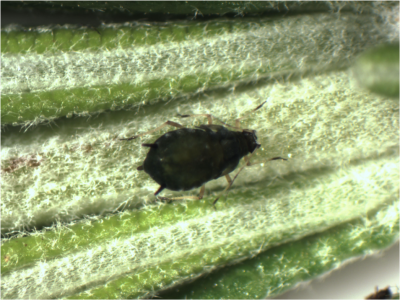 insect on plant in a greenhouse