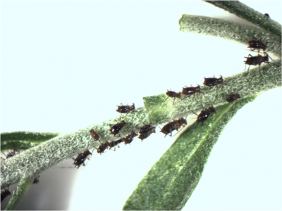 insects crawling on a greenhouse plant