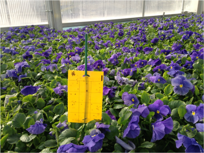 yellow IPM scouting map with purple flowers
