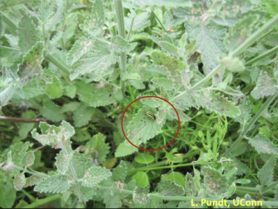 Four lined plant bug adult and feeding damage on catmint.