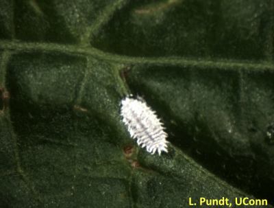 Small white spiked bug on dark green leaf 