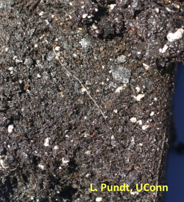 soil with white flecks