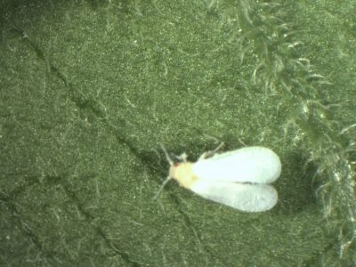 Whitefly on underside of leaf
