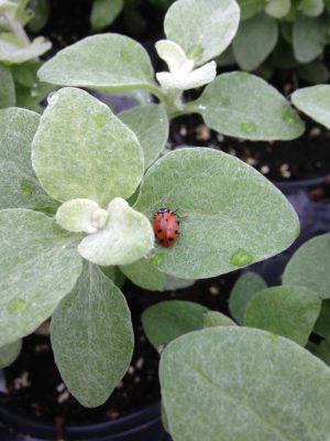 Ladybird beetle adult