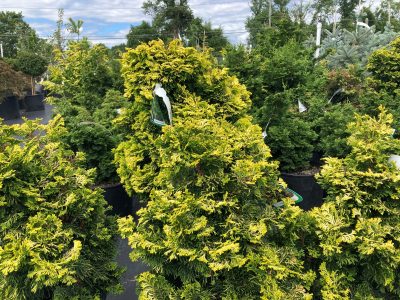 Nursery Overwintering Houses