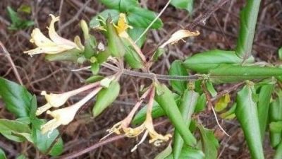 japanese honeysuckle vine