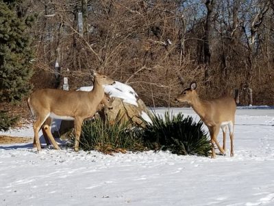 Do Deer Favor Standing or Cutting Corn? Discover What They Prefer!