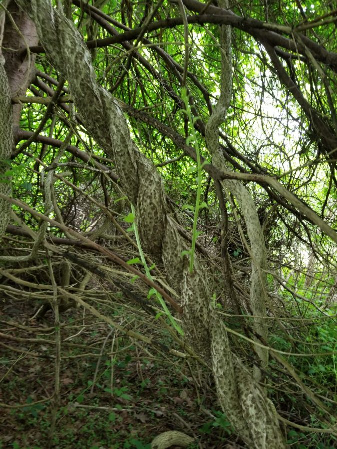 Invasive Plant Factsheet Asiatic bittersweet Integrated Pest Management