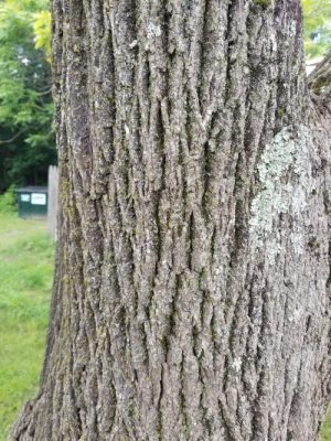 Bumpy, light gray/brown bark of tree-of-heaven