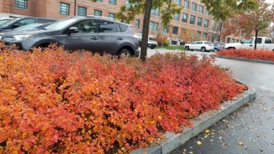 Fragrant sumac (Rhus aromatica ‘Gro-Low’) in parking lot bed.