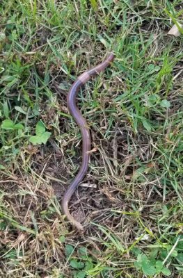 Adult jumping worm in grass
