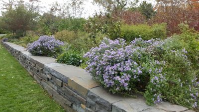 Blue wood aster plants above stone wall