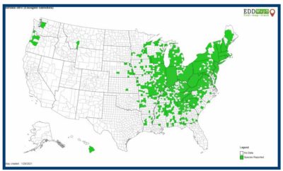 Map of Autumn olive distribution in US - highest concentration in Northeast and East-central states
