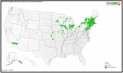 Distribution of swallow-wort in the US. Concentrations in the Northeast and an isolated area in Southern California.