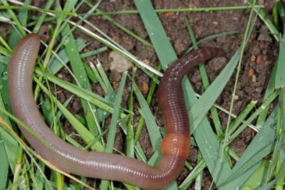 European earthworm in grass