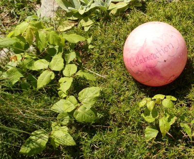 Child's ball on ground next to poison ivy plants. 