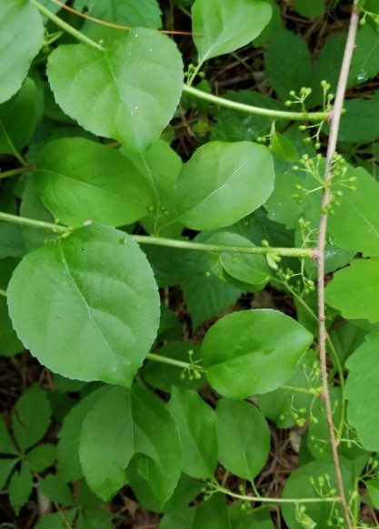 Invasive Plant Factsheet: Asiatic bittersweet | Integrated Pest Management