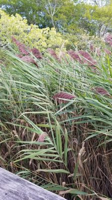 phragmites australis seeds