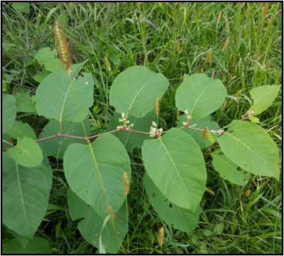 Close up of foliage.