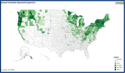 Distribution map of Japanese Knotweed in US. Greatest concentrations in Northeast and Northwest.