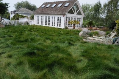 Fine fescue lawn in front of white house