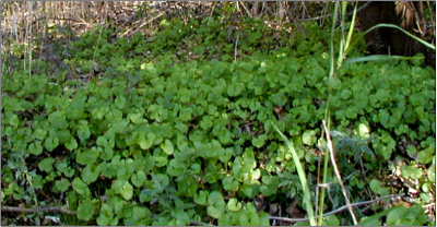 invasion of garlic mustard in a forested area